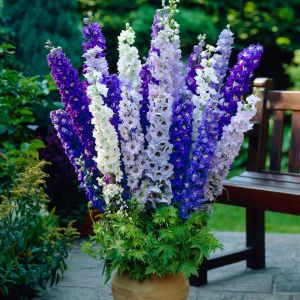 Dev hezaren tohumu delfinyum delphinium pacific giants mix