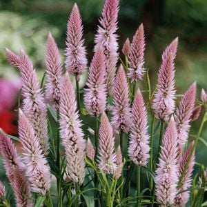 Flamingo feather horoz ibiği tohumu celosia argentea