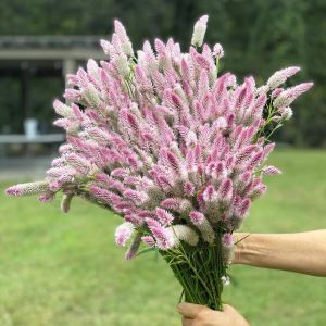 Flamingo feather horoz ibiği tohumu celosia argentea