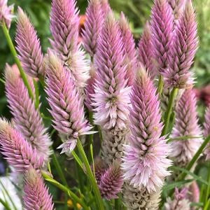 Flamingo feather horoz ibiği tohumu celosia argentea