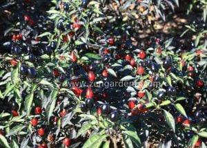 Siyah zeytin biberi tohumu black olive pepper