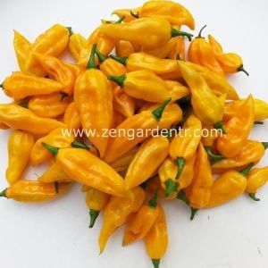 Portakal acı biber tohumu chili pepper fatalii hot citrus