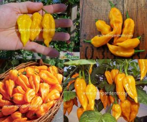 Portakal acı biber tohumu chili pepper fatalii hot citrus
