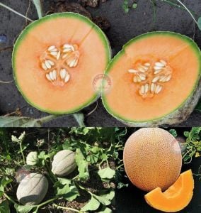 Dev kavun tohumu geleneksel melon best jumbo hales