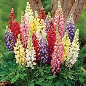 Bodur F1 lupin tohumu acı bakla çiçeği lupini