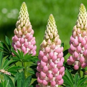 Bodur F1 lupin tohumu acı bakla çiçeği lupini