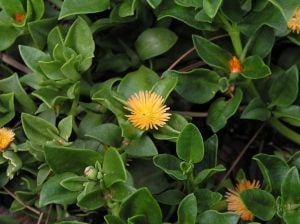 Buz çiçeği fidesi aptenia cordifolia baby sun rose gold aptenia haekeliana