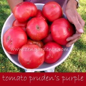 Prudens purple domates tohumu söğüşlük