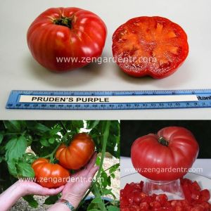 Prudens purple domates tohumu söğüşlük