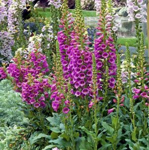 Camelot karışımı yüksükotu tohumu F1 digitalis purpurea