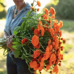 Greenheart Orange calendula aynısafa çiçeği tohumu