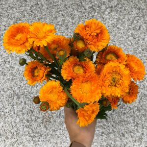 Greenheart Orange calendula aynısafa çiçeği tohumu