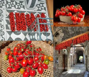 Geleneksel Sakız adası domates tohumu chios tomato