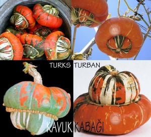 Turks turban kavuk kabağı tohumu