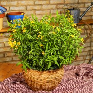 Tagetes lucida Sweet Mace tohumu meksika tarhun kadife çiçeği