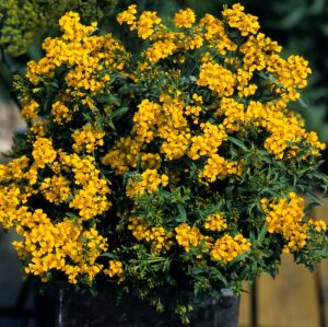 Tagetes lucida Sweet Mace tohumu meksika tarhun kadife çiçeği