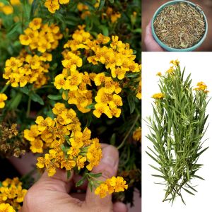 Tagetes lucida Sweet Mace tohumu meksika tarhun kadife çiçeği