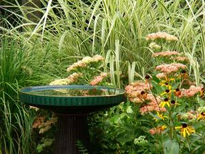 Gümüş Japon çimi Miscanthus sinensis variegatus