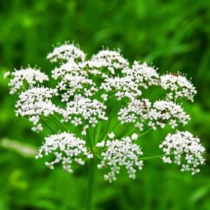 Anason tohumu anise pimpinella anisum