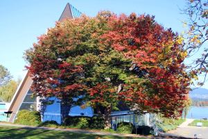 Japon karaağaç fidanı zelkova serrata