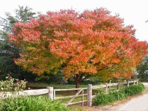 Japon karaağaç fidanı zelkova serrata