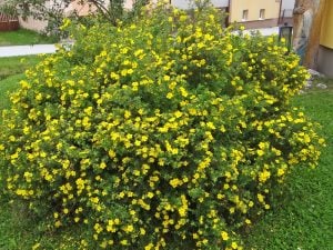 Potentilla fruticosa fidanı beşparmakotu çalısı