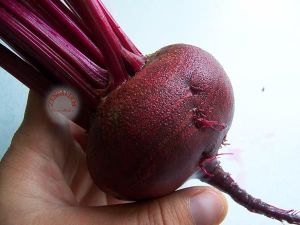 Yakut kırmızı pancar tohumu geleneksel beet ruby queen beta vulgaris