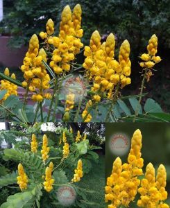 Cassia tohumu alata sarı çiçekli süs ağacı