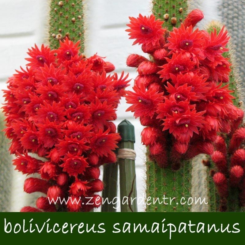 Bolivicereus kaktüs tohumu benzersiz çiçekler