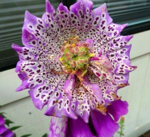 Monstrosa yüksük otu tohumu dev çiçekli digitalis purpurea