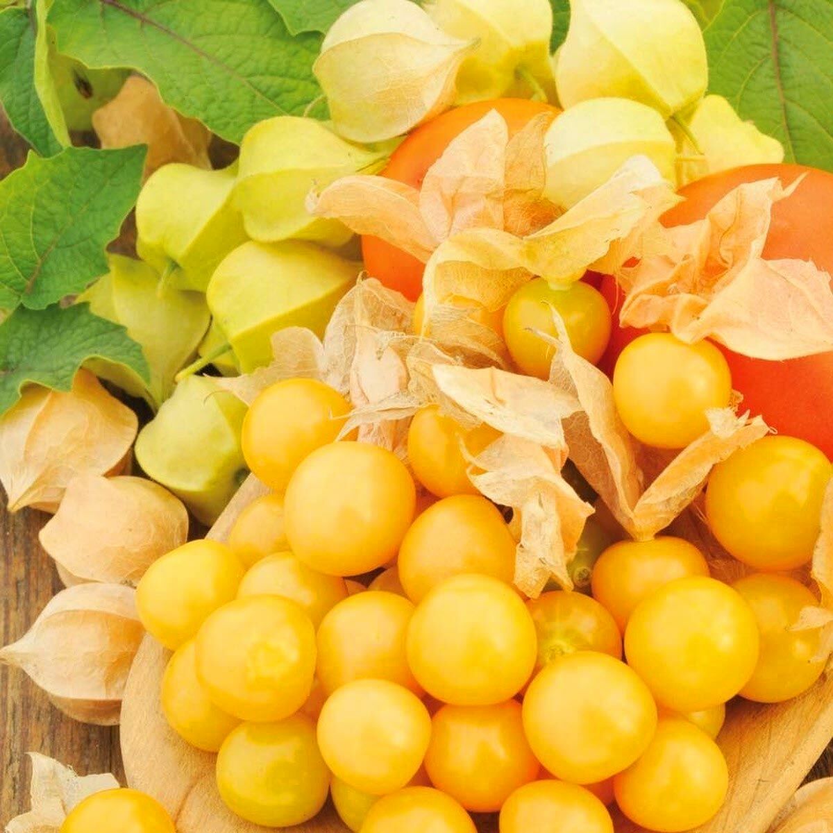 Altın çilek fidesi Goldvital physalis peruviana