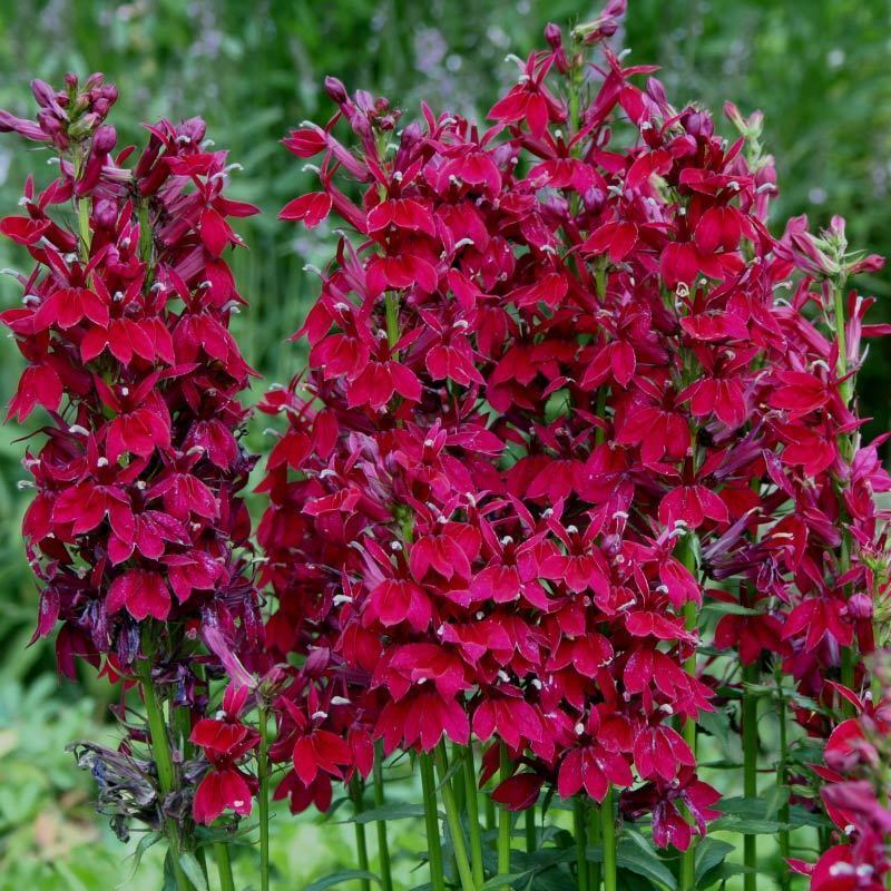 Şarap lobelya fan çiçeği saksıda lobelia speciosa