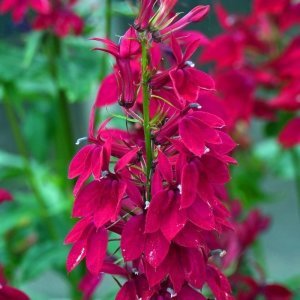 Şarap lobelya fan çiçeği saksıda lobelia speciosa