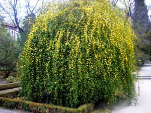 Sarı katlı yasemin fidanı Hacı Yasemini jasminum mesnyi