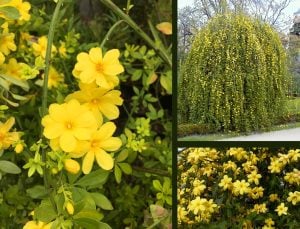 Sarı katlı yasemin fidanı Hacı Yasemini jasminum mesnyi