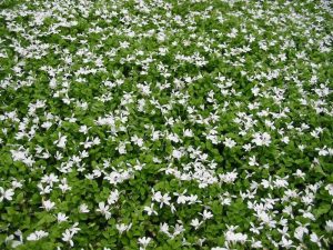 Yer örtücü lobelya fidesi pratia angulata white star creeper