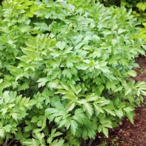 Şifalı selam otu tohumu lovage levisticum officinale