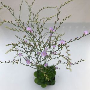 Limonium bellidifolium tohumu rozet yapan deniz lavantası