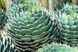 Agave potatorum tohumu gül rozetli