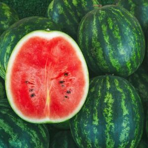 Dev karpuz tohumu geleneksel watermelon florida giant