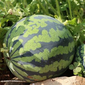 Dev karpuz tohumu geleneksel watermelon florida giant