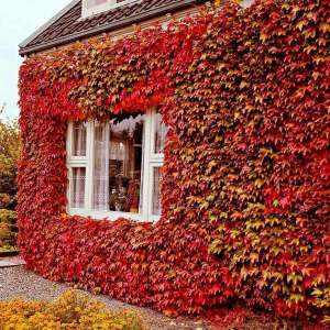 Amerikan sarmaşığı fidanı parthenocissus veitchii boston ivy