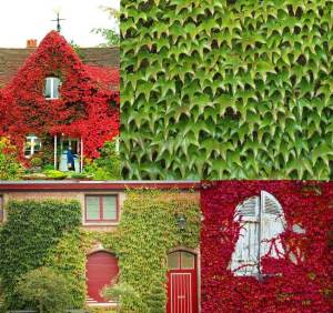 Amerikan sarmaşığı fidanı parthenocissus veitchii boston ivy