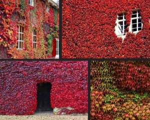 Amerikan sarmaşığı fidanı parthenocissus veitchii boston ivy