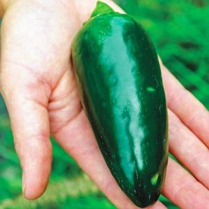 Dev Jalapeno biberi tohumu giant jalapeno