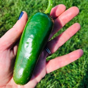 Dev Jalapeno biberi tohumu giant jalapeno