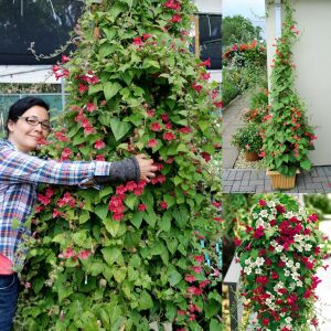 Kırmızı asarina sarmaşık tohumu erubescens