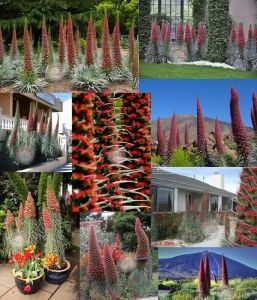 Kırmızı echium tohumu mücevher kulesi echium wildpretii red tower of jewels