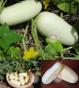 Beyaz salatalık tohumu atalık cucumber white wonder