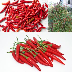 Hint ağaç biberi çok yıllık acı biber capsicum